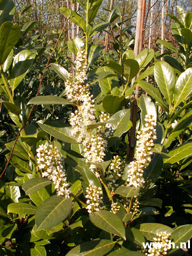 Prunus laurocerasus soorten met kluit